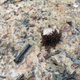 Ants trying to escape the flood.